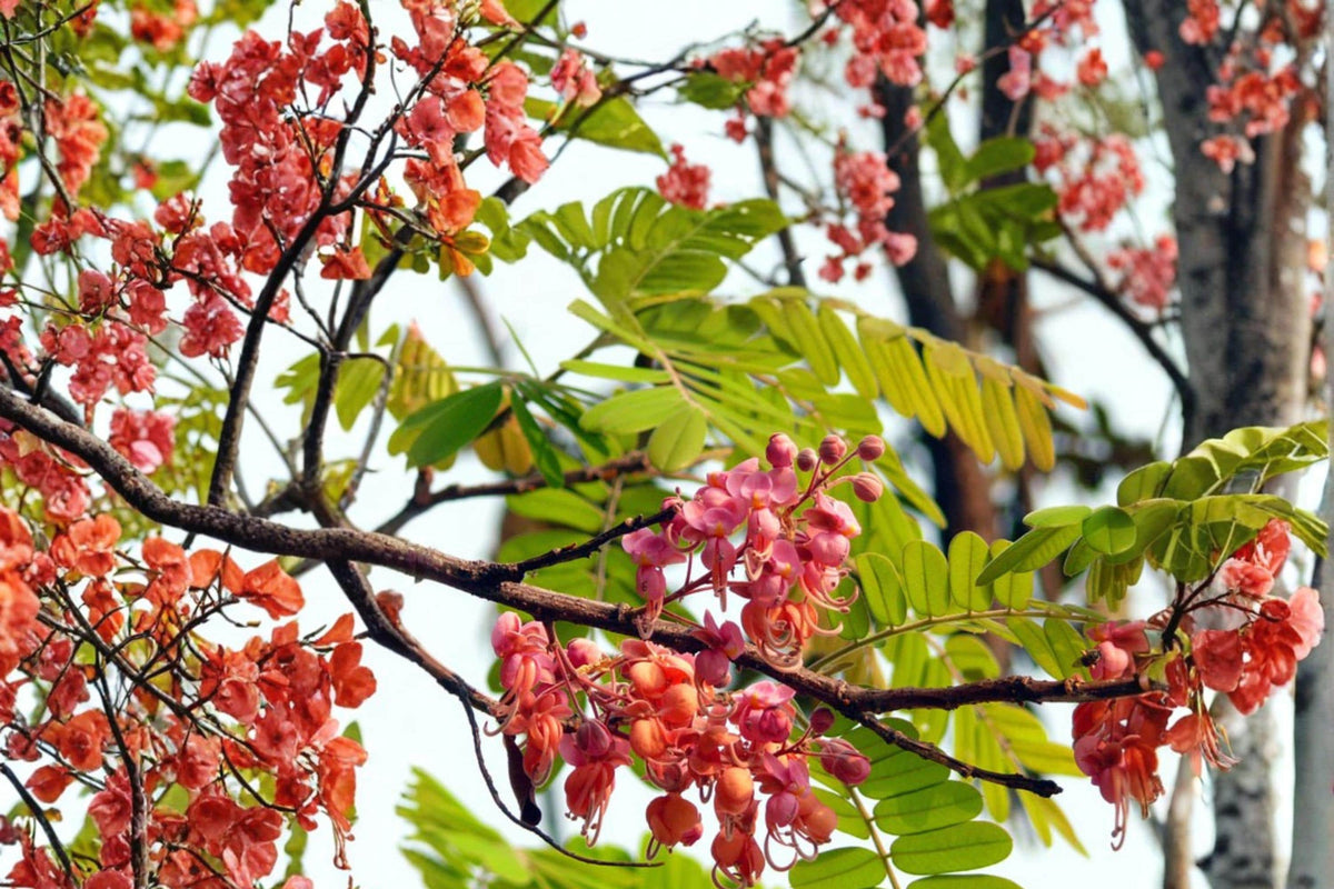 10 Seeds Pink Shower Tree Cassia grandis Ornamental Flowering Tropical Tree