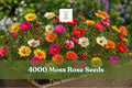 Moss Rose Seeds, Portulaca grandiflora, Double Bloom Groundcover, Mixed Colors, Succulent Annual, 4000+ Seeds