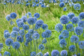 10 Bulbs Blue Allium Allium caeruleum Ornamental Flowering Bulbs