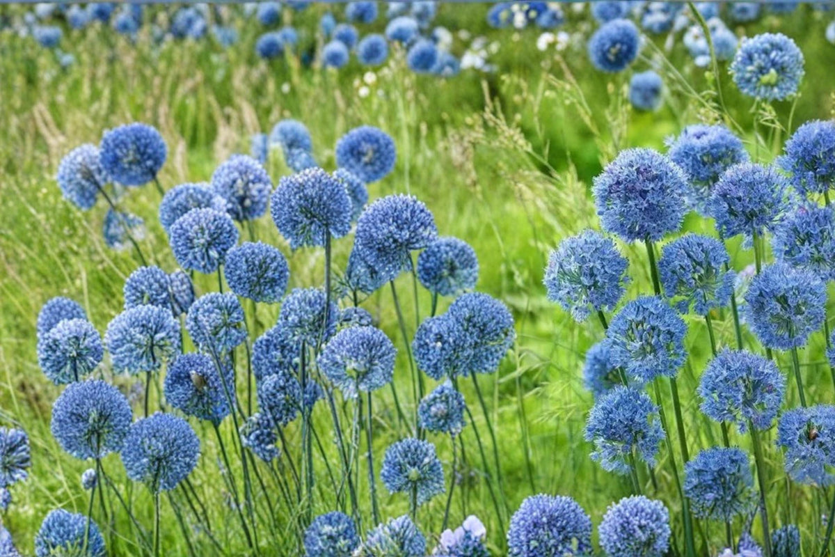 10 Bulbs Blue Allium Allium caeruleum Ornamental Flowering Bulbs