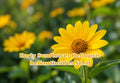 Heliopsis helianthoides Seeds | Perennial False Sunflower, Bright Yellow Blooms, Pollinator Friendly, Summer Bloom, 100 Seeds