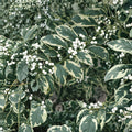Duet Beautyberry Shrub – Callicarpa dichotoma ‘Duet’ – Variegated Foliage with White Berries – Live Garden Plant