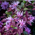 Ruby Loropetalum Live Plant – Flowering Shrub with Burgundy Foliage and Pink Blooms – Loropetalum chinense