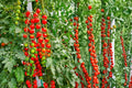 Waterfall Tomato Seeds, Cascading Vine, Sweet Juicy Fruits, Hanging Basket Garden, Solanum lycopersicum