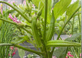 Louisiana Longhorn Cowhorn Okra Seeds – Heirloom Vegetable Seeds for Garden Planting, High Yield, Extra-Long Green Pods