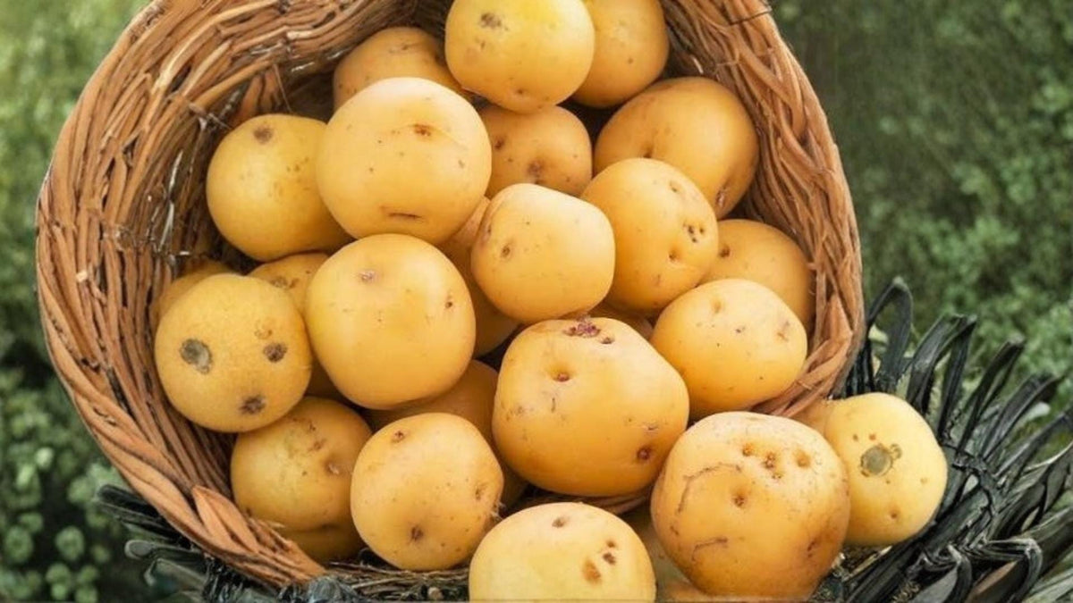 Kennebec Potato Seeds 5 Pounds - Solanum tuberosum - Edible Tuber Crop for Home Gardening and Outdoor Cultivation