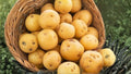 5 Pounds Kennebec Potato Seed Potatoes Solanum tuberosum Heirloom Garden Planting