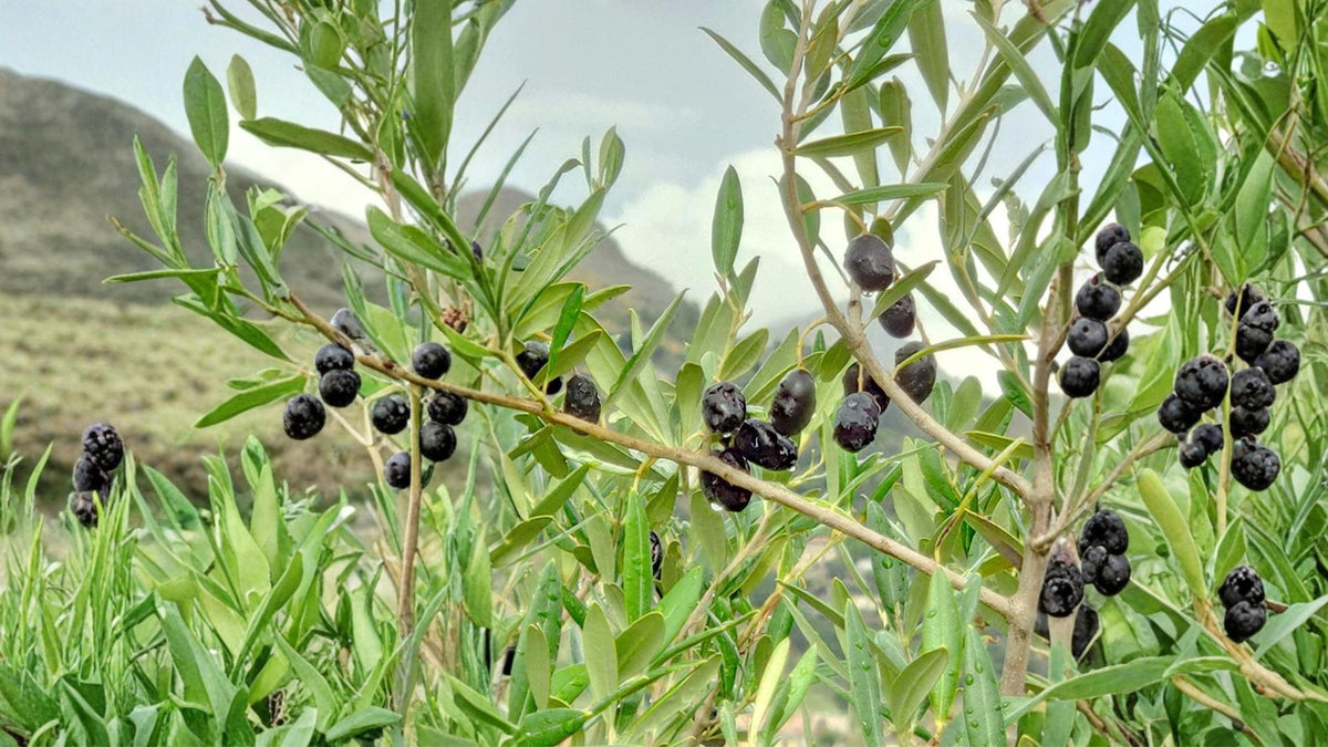 25 Seeds Olive Tree Olea europaea Hardy Evergreen Mediterranean Fruit Tree