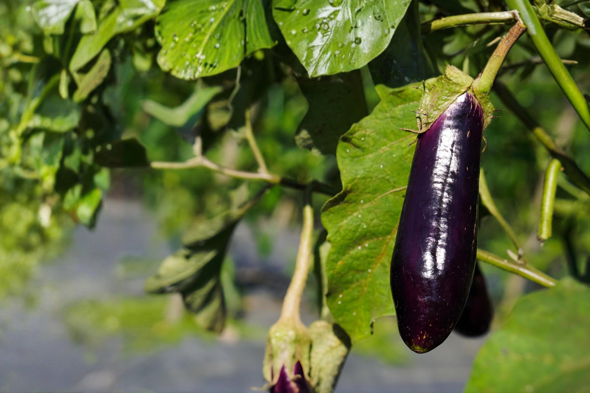 Long Purple Eggplant Seeds (50) | Heirloom Solanum melongena for Gardening, Cooking & Container Growing