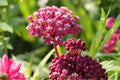 Rose Milkweed Seeds (Asclepias incarnata) – Native Swamp Milkweed for Pollinators & Monarchs