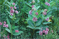 Common Milkweed Seeds (15) | Native Asclepias syriaca for Monarch Butterflies & Pollinator Gardens