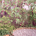 2 Live Plants Serviceberry Amelanchier arborea 16-24 Inches Tall