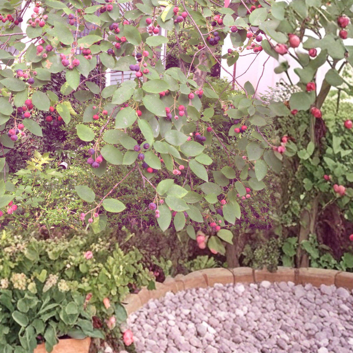 2 Live Plants Serviceberry Amelanchier arborea 16-24 Inches Tall