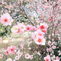 1 Live Plant Toyo Nishiki Quince Chaenomeles speciosa Flowering Shrub 6+ Inches