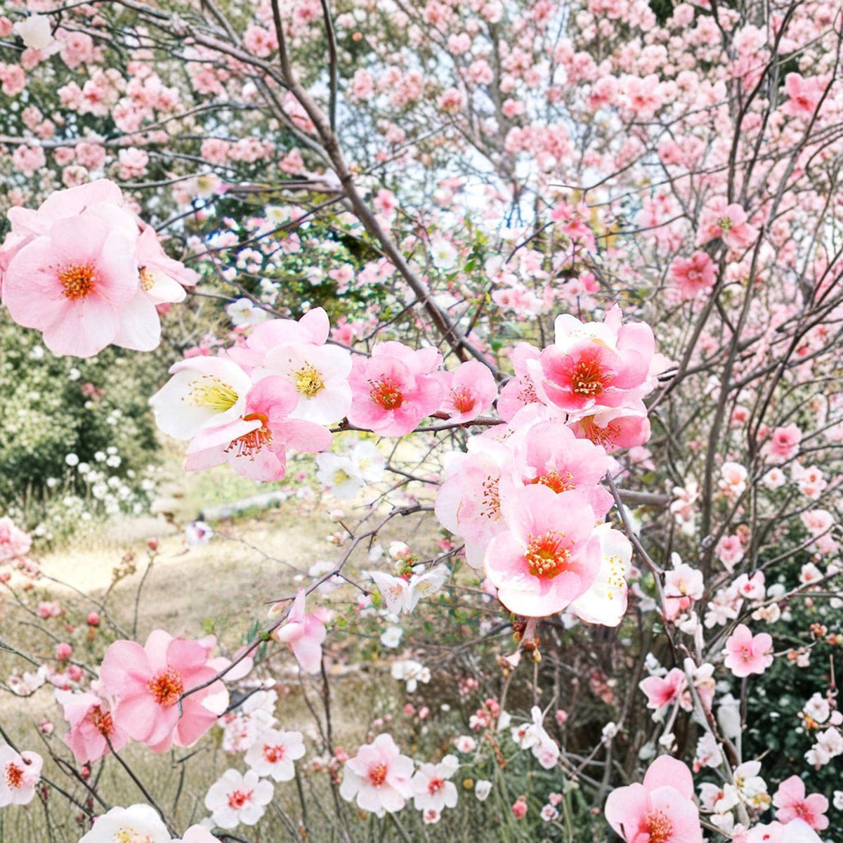 1 Live Plant Toyo Nishiki Quince Chaenomeles speciosa Flowering Shrub 6+ Inches