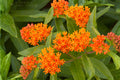 Butterfly Weed Seeds (15) | Orange Milkweed Asclepias tuberosa | Native Wildflower for Pollinators & Monarchs