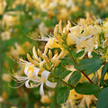 4 Live Hall’s Honeysuckle Vine Plants, Fragrant White-Yellow Flowers, Japanese Lonicera japonica ‘Halliana’