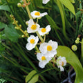 Common Arrowhead Seeds – 300 Native Aquatic Wetland Water Garden Plants – Sagittaria latifolia