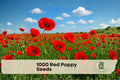 Red Poppy Seeds - 1000 Pack for Wildflower Gardens, Ornamental Borders, Papaver rhoeas, Bright Red Blooms