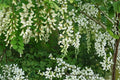 30 Seeds Black Locust Tree Robinia pseudoacacia Fast Growing Hardy Shade Tree Nitrogen Fixing
