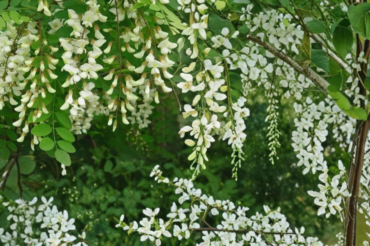 30 Seeds Black Locust Tree Robinia pseudoacacia Fast Growing Hardy Shade Tree Nitrogen Fixing
