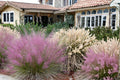 Pink Muhly Grass Seeds – Muhlenbergia capillaris – Ornamental Perennial Grass with Pink Flower Plumes for Landscaping