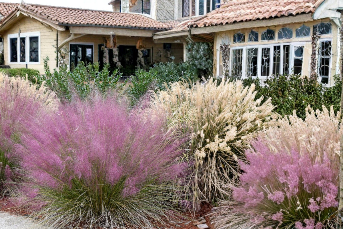 30 Seeds Pink Muhly Grass Muhlenbergia capillaris Ornamental Grass
