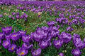 Crocus Bulbs 20 Count Purple Flowers Crocus vernus 'Record' - Spring-Flowering Garden Bulb for Beds and Borders