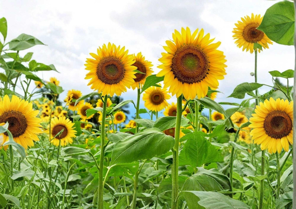 Skyscraper Sunflower Seeds Heirloom Non-GMO Giant Golden Blooms Pollinator-Friendly Garden Planting