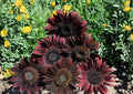 Chocolate Cherry Sunflower Seeds - Heirloom Organic Non-GMO Pollinator Flower Seeds for Garden Planting