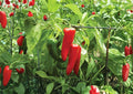 100+ TAM Jalapeno Pepper Seeds – Heirloom Non-GMO Chili Seeds for Garden, Green to Red, Thick-Walled, High Yield, Mild Spicy, Culinary Planting