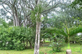 Bottle Palm Seeds - 10 Pack Hyophorbe lagenicaulis - Tropical Ornamental Palm with Swollen Trunk and Arching Fronds