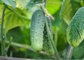 Arkansas Little Leaf Cucumber Seeds, Heirloom, Compact Vining, Green Slicing & Pickling Vegetable Seeds for Garden Planting