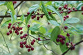 30 Seeds Juneberry Amelanchier lamarckii Shrub Tree Edible Berry