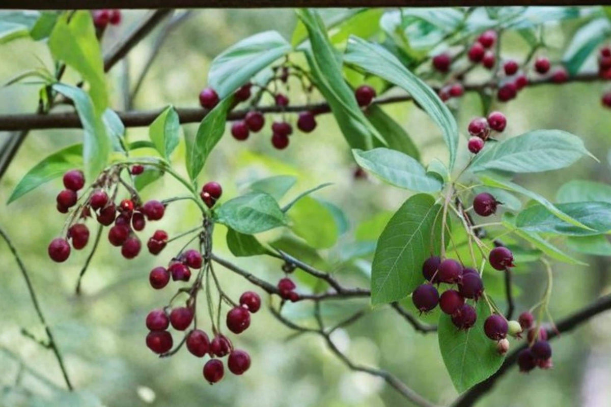 30 Seeds Juneberry Amelanchier lamarckii Shrub Tree Edible Berry