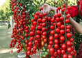Sugar Bomb Cherry Tomato Seeds, Heirloom Non-GMO Vegetable Seeds for Garden Planting, High-Yield Red Cherry Tomato Plants