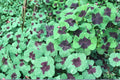 5 Bulbs Iron Cross Shamrock Oxalis tetraphylla Good Luck Plant