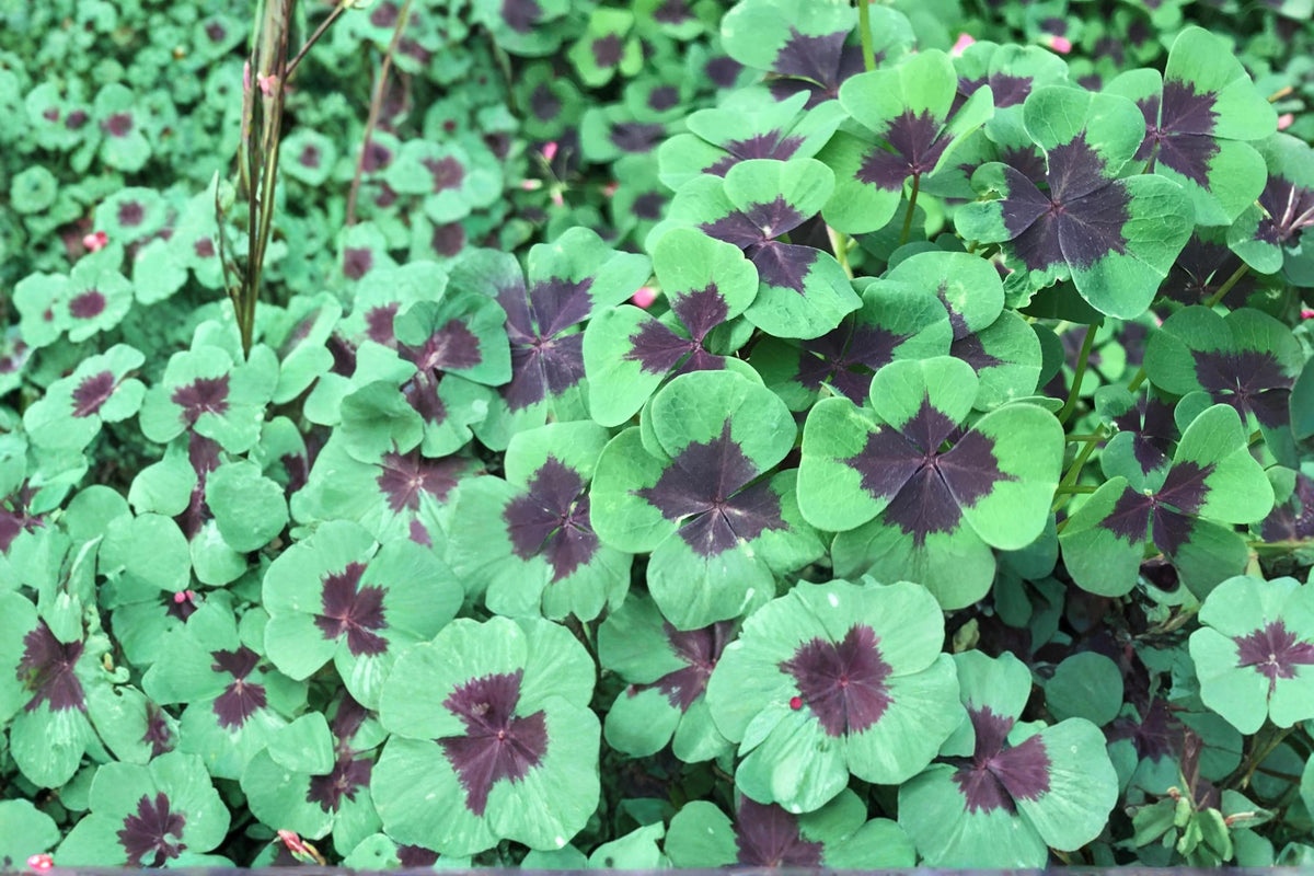 5 Bulbs Iron Cross Shamrock Oxalis tetraphylla Good Luck Plant
