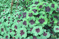 Iron Cross Shamrock Bulbs – Oxalis tetraphylla, Perennial Ornamental Bulb with Pink Flowers and Clover-Like Foliage