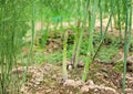 200+ Mary Washington Asparagus Seeds – Heirloom Organic Non-GMO Vegetable Seeds for Garden Planting, Perennial Edible Green Spears