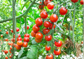 Sugar Bomb Cherry Tomato Seeds - Heirloom Non-GMO Vegetable Seeds for Garden Planting, High-Yield Red Cherry Tomato, Solanum lycopersicum