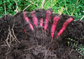 Black Nebula Carrot Seeds – Heirloom Organic Non-GMO Deep Purple Root Vegetable Seeds for Garden, Salad, and Gourmet Cooking