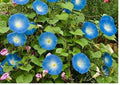 Baby Blue Eyes Wildflower Seeds – Drought Tolerant Groundcover, Sky-Blue Blooms, Pollinator Attracting, Naturalized Garden Planting