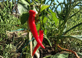 Cayenne Pepper Seeds | Heirloom Large Red Thick Walled Hot Chili Seeds for Garden Planting