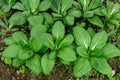 Pak Choi Seeds | Fun Jen Hybrid Bok Choy for Stir-Fries & Soups | Fast-Growing Asian Green