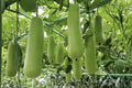 Nam Tao Yai Gourd Seeds – Large Hybrid Bottle Gourd for Culinary & Crafts, Fast-Growing Vine, Edible & Decorative Gourds
