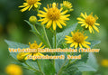 Verbesina helianthoides Seeds, Yellow Crownbeard Wildflower for Pollinator Gardens, 30 Seeds