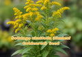 Solidago ulmifolia Elmleaf Goldenrod Seeds – Native Perennial Wildflower for Pollinator Gardens, Bright Golden Yellow Flowers, 100 Seeds