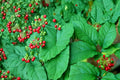 30 Seeds American Ginseng Panax quinquefolius Shade Garden Woodland Perennial