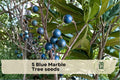 Blue Marble Tree Seeds - Elaeocarpus angustifolius Tropical Ornamental Tree for Gardens & Landscapes